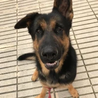 Adopta a Oso