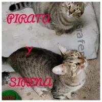 Adopta a Sirena Y Pirata