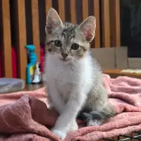 Adopta a Hyoga Ir
