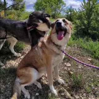 Malko y Nala