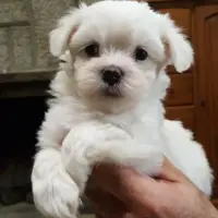 Adopta a Luna