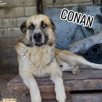 Adopta a Conan