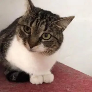Lola