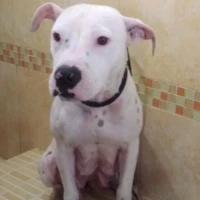 Adopta a Pitty