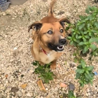 Adopta a Duki