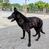 Adopta a Pastorcillo 2