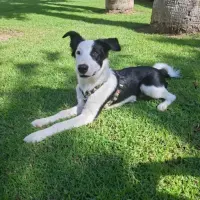 Adopta a Leo