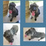 Adopta a Luke