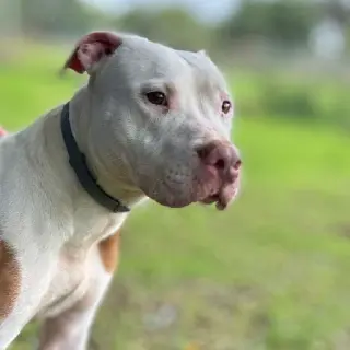 Gordo