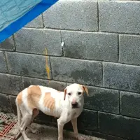 Adopta a Luna