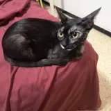 Adopta a Sicilia