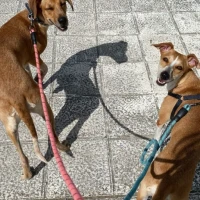 Adopta a Nala Y Lulú