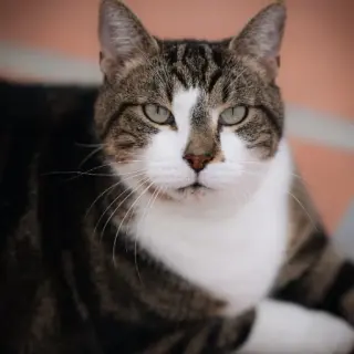Micco