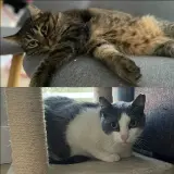 Adopta a Príncipe Y Princesa