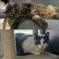 Adopta a Príncipe Y Princesa