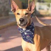 Adopta a Lambo