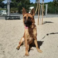 Adopta a Campanilla