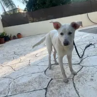 Adopta a Blanco