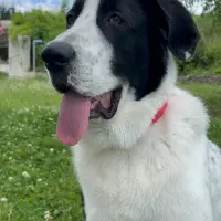 Adopta a Max