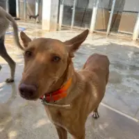 Adopta a Atenea Tlf Whatsapp 645978718