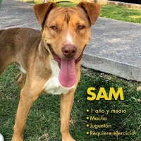 Adopta a Sam