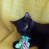 Adopta a Pelusa