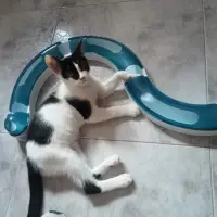 Adopta a Arlequín