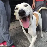 Adopta a Betty & Bonny
