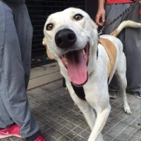 Adopta a Betty & Bonny