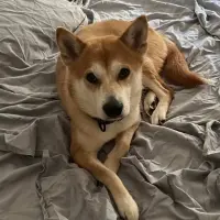 Adopta a Kira