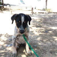 Adopta a Kilua