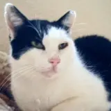 Adopta a Vaquita