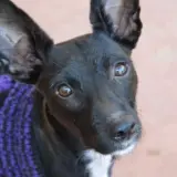 Adopta a Leia