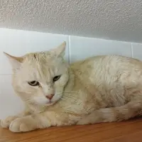 Adopta a Nicola