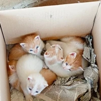 Adopta a Claritos