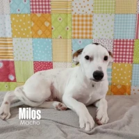 Adopta a Milos