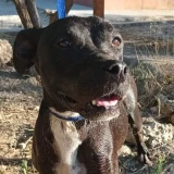 Adopta a Hera