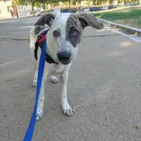 Adopta a Kyra