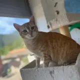 Adopta a Africa