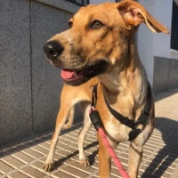 Adopta a Nala