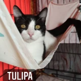 Adopta a Tulipa