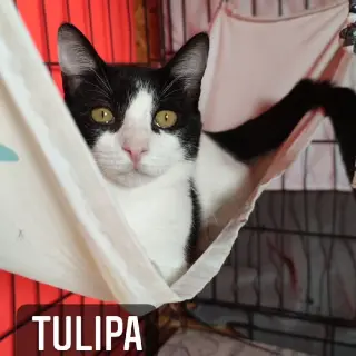 Tulipa