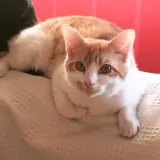 Adopta a Darwin