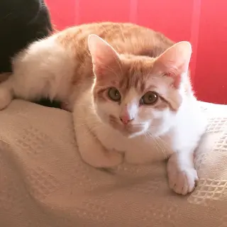 Darwin