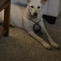 Adopta a Luna