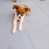 Adopta a Timón