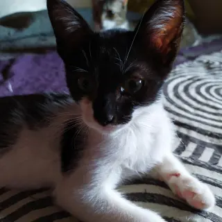 Bandi
