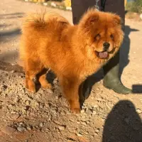 Adopta a Ragnar