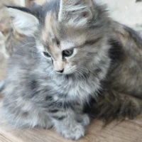 Adopta a Gatitas Buscan Hogar