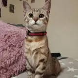 Adopta a Nala